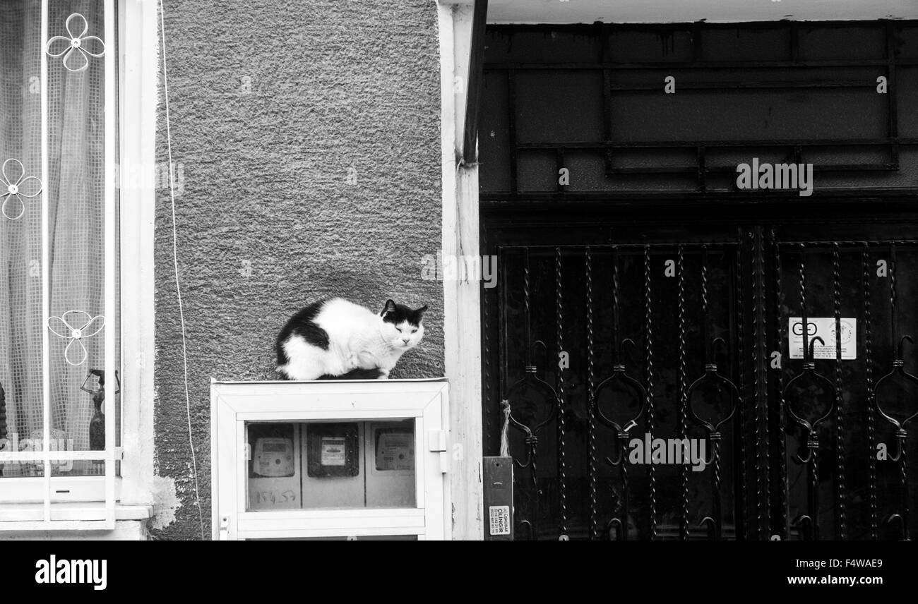 Gatto seduto sul misuratore di potenza al di fuori di una casa Foto Stock