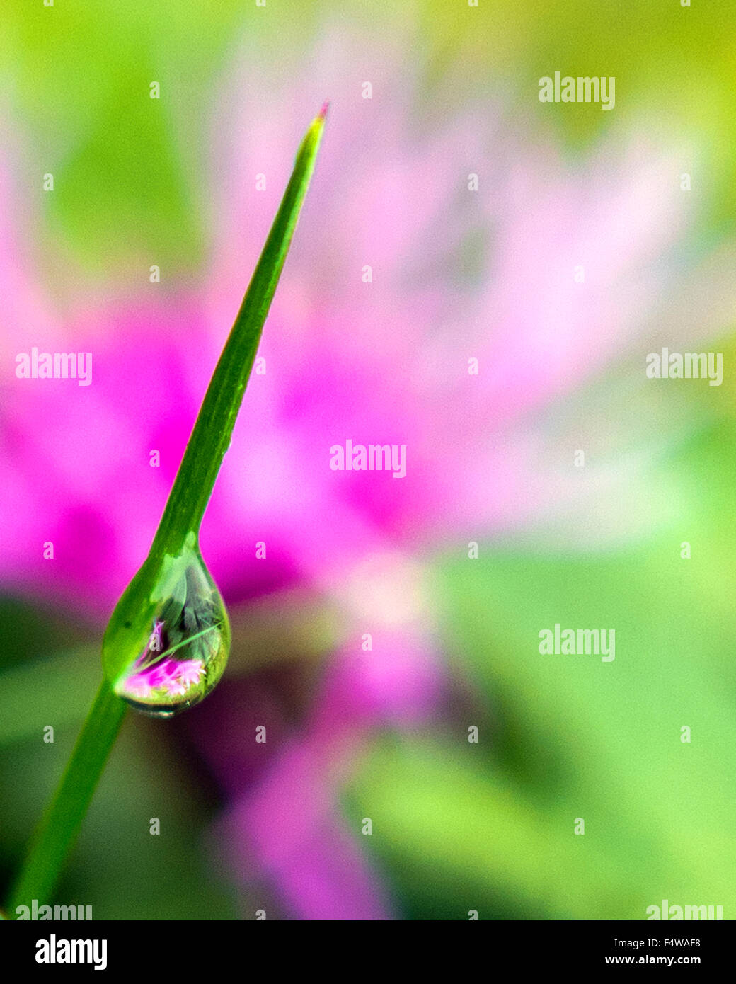 Fiore nel tallone Foto Stock