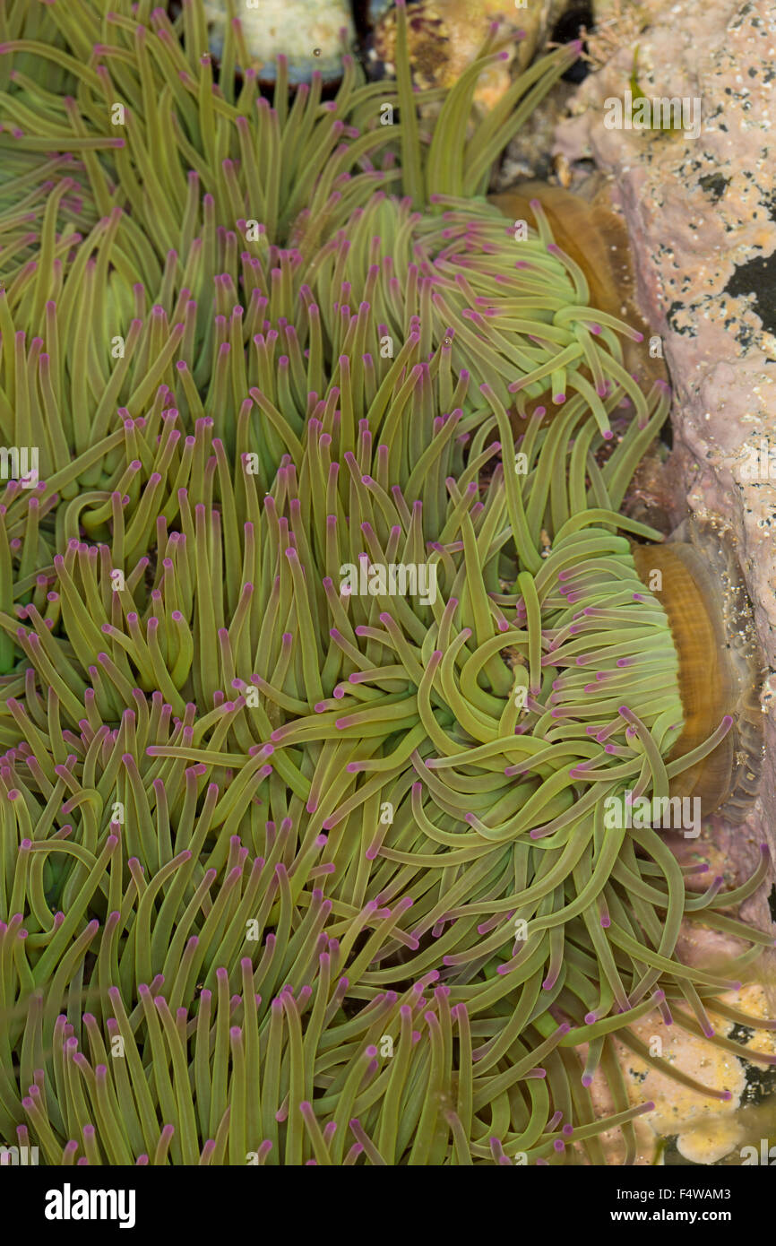 Snakelocks anemone, Wachsrose, Anemonia viridis, Anemonia sulcata, Anémone de mer verte, Actinie verte, attinie Foto Stock