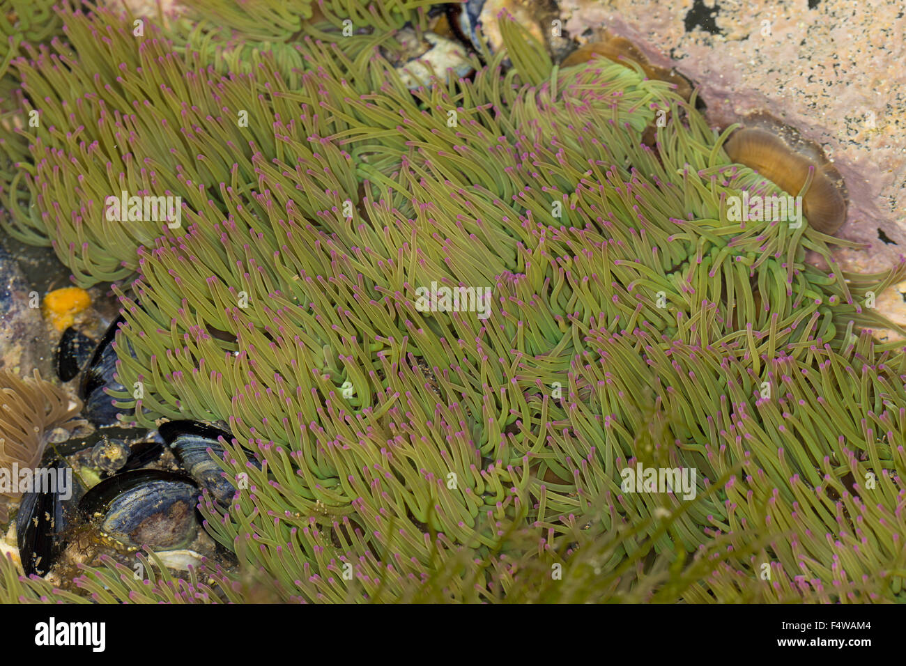 Snakelocks anemone, Wachsrose, Anemonia viridis, Anemonia sulcata, Anémone de mer verte, Actinie verte, attinie Foto Stock