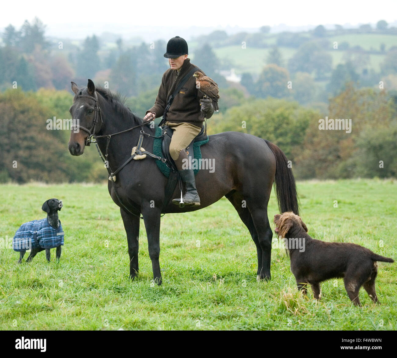 Montato falconer con i suoi cani Foto Stock