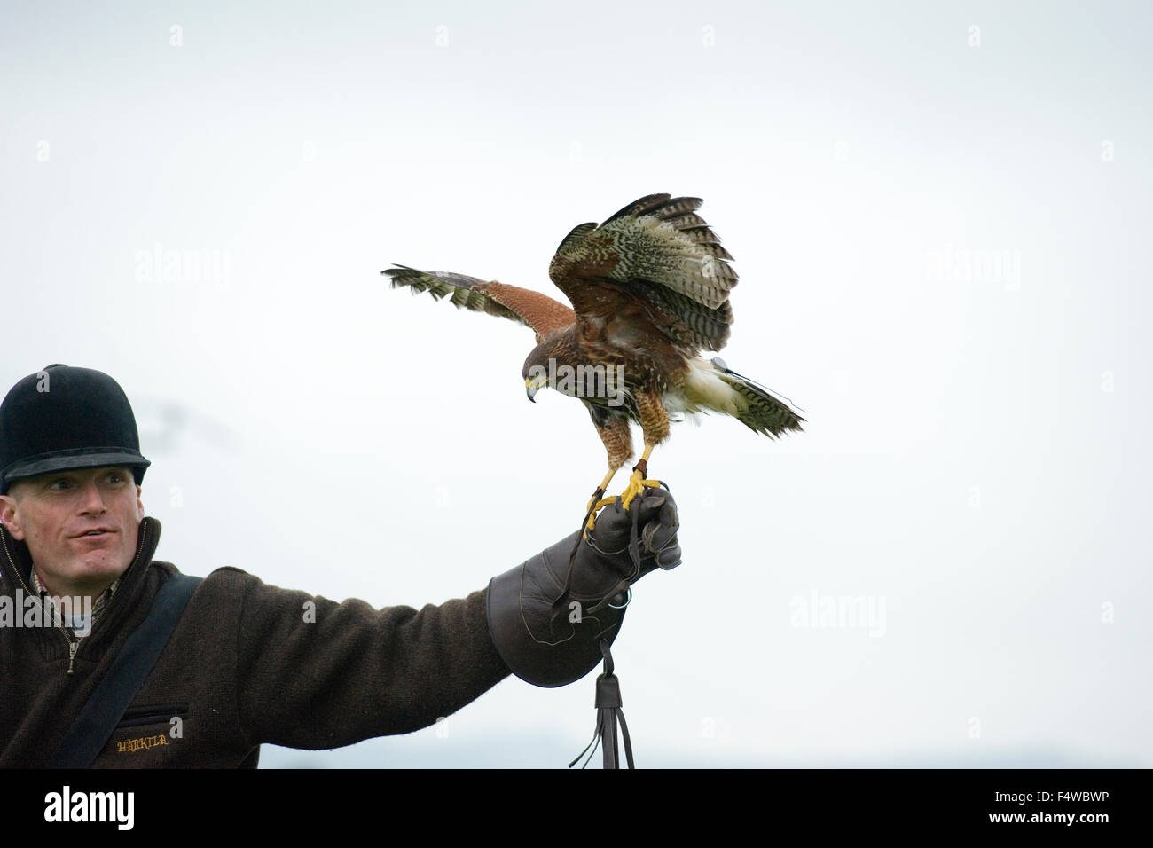 Harris hawk con il gestore Foto Stock