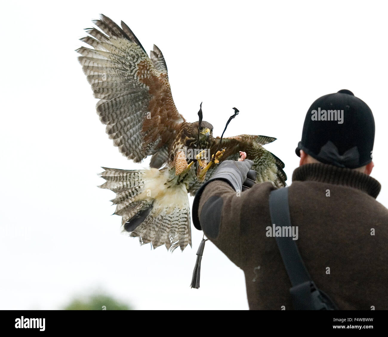 Harris hawk atterraggio sul pugno Foto Stock