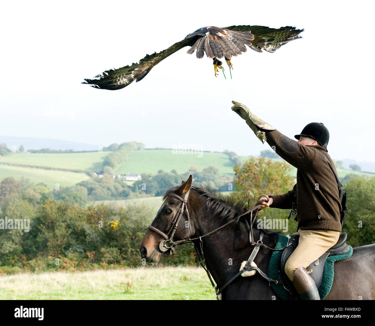 Hawking con un golden eagle da cavallo Foto Stock