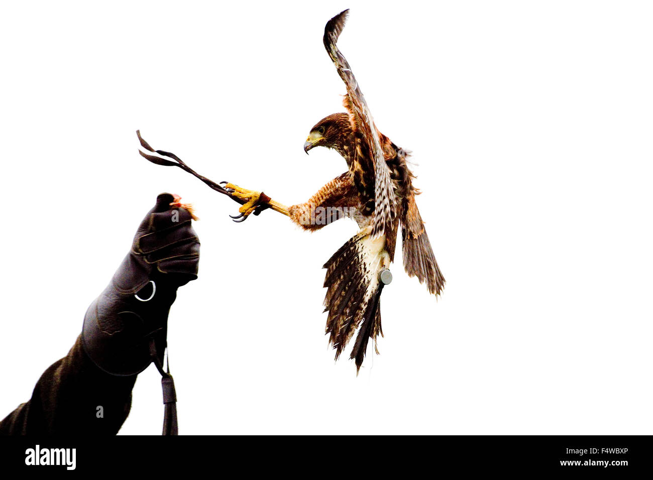 Eagle afferrando l'esca fuori una persona, Harris hawk Foto Stock