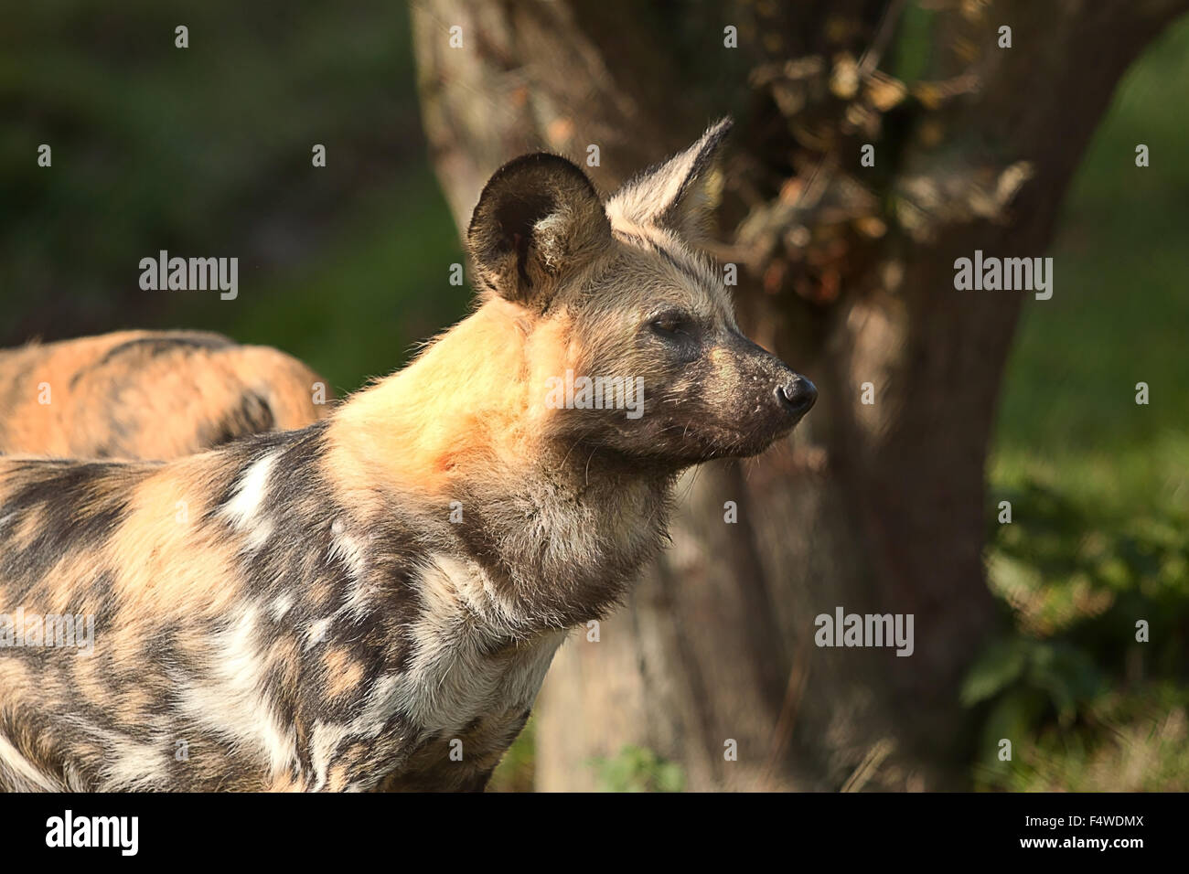 Foto di un avviso del capo cane da caccia Foto Stock