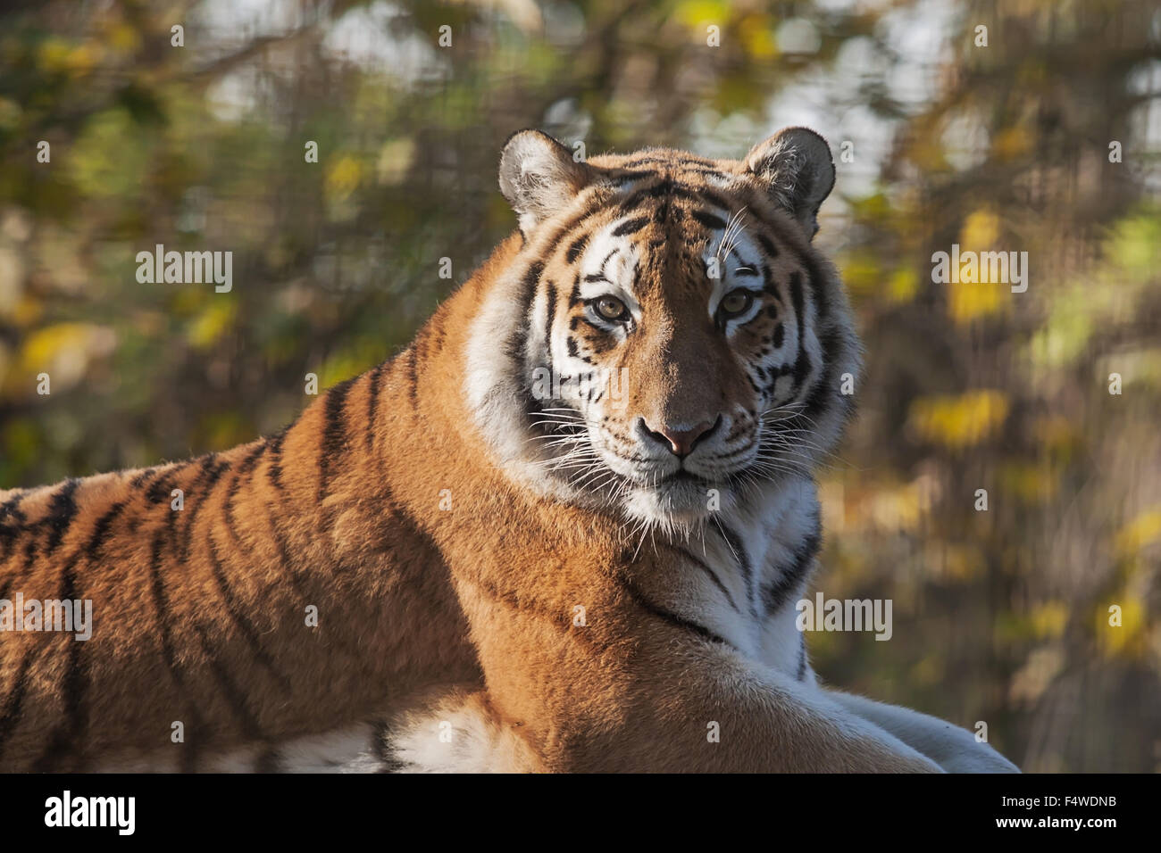 Appoggio ma alert Indian Tiger Foto Stock