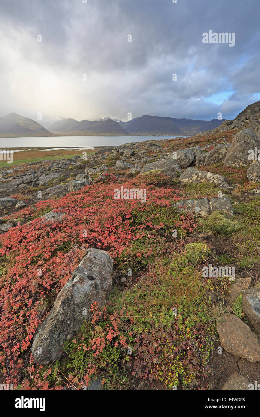 Vista di Dyrafjordur Westfjords Islanda in autunno Foto Stock