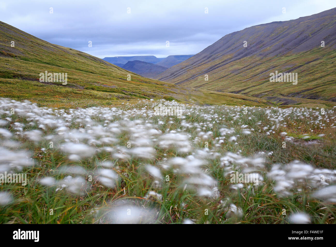 Vista del Westfjords Islanda con cotone erba in primo piano Foto Stock