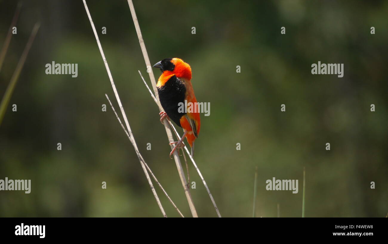 Vescovo di Orange Weaver Foto Stock