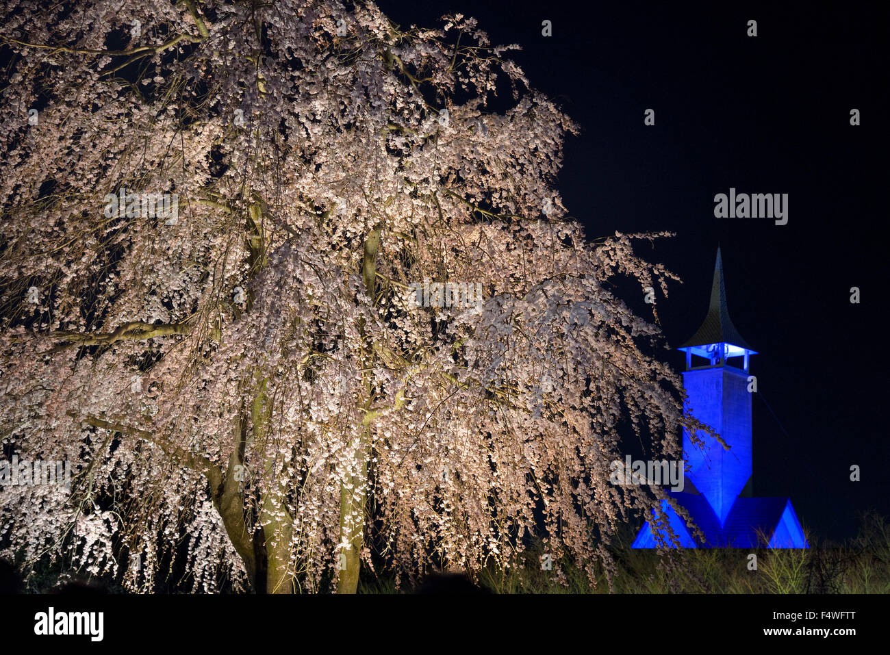 Parco fiorito Nabana no Sato. Illumina la fioritura dei ciliegi e la cappella blu sullo sfondo. Attrazioni di Nagoya. Scenario notturno primaverile. Foto Stock