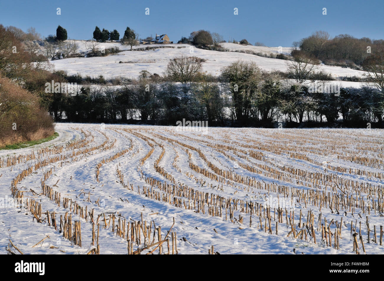 Nevicata in un campo di stoppia a Naish Hill, Wiltshire. Foto Stock