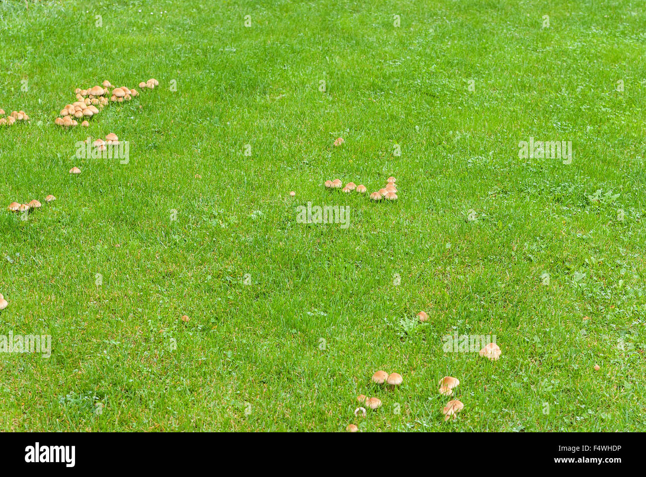 I funghi nel verde prato Foto Stock