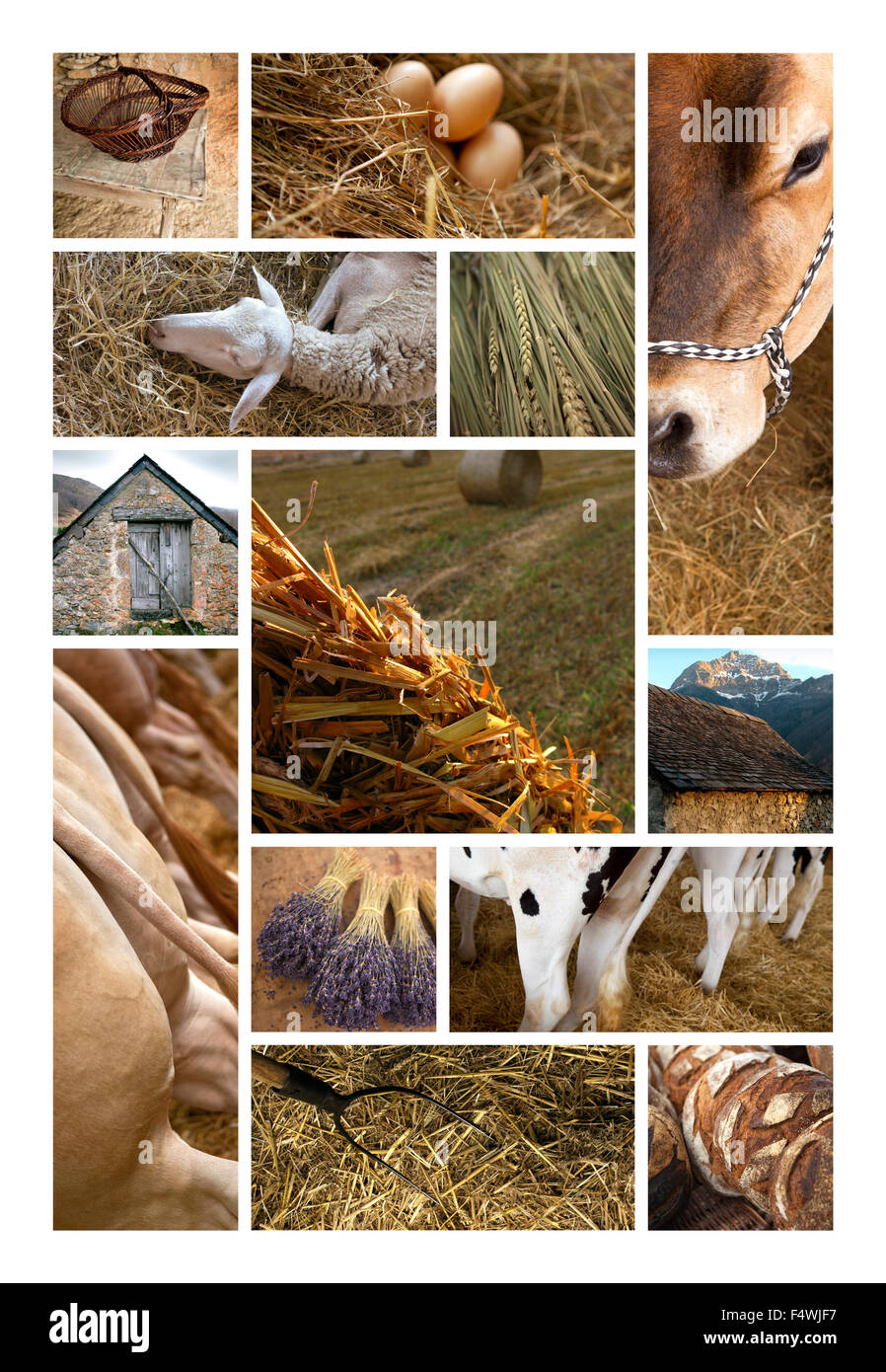 Elementi di fattoria e della campagna in un collage Foto Stock