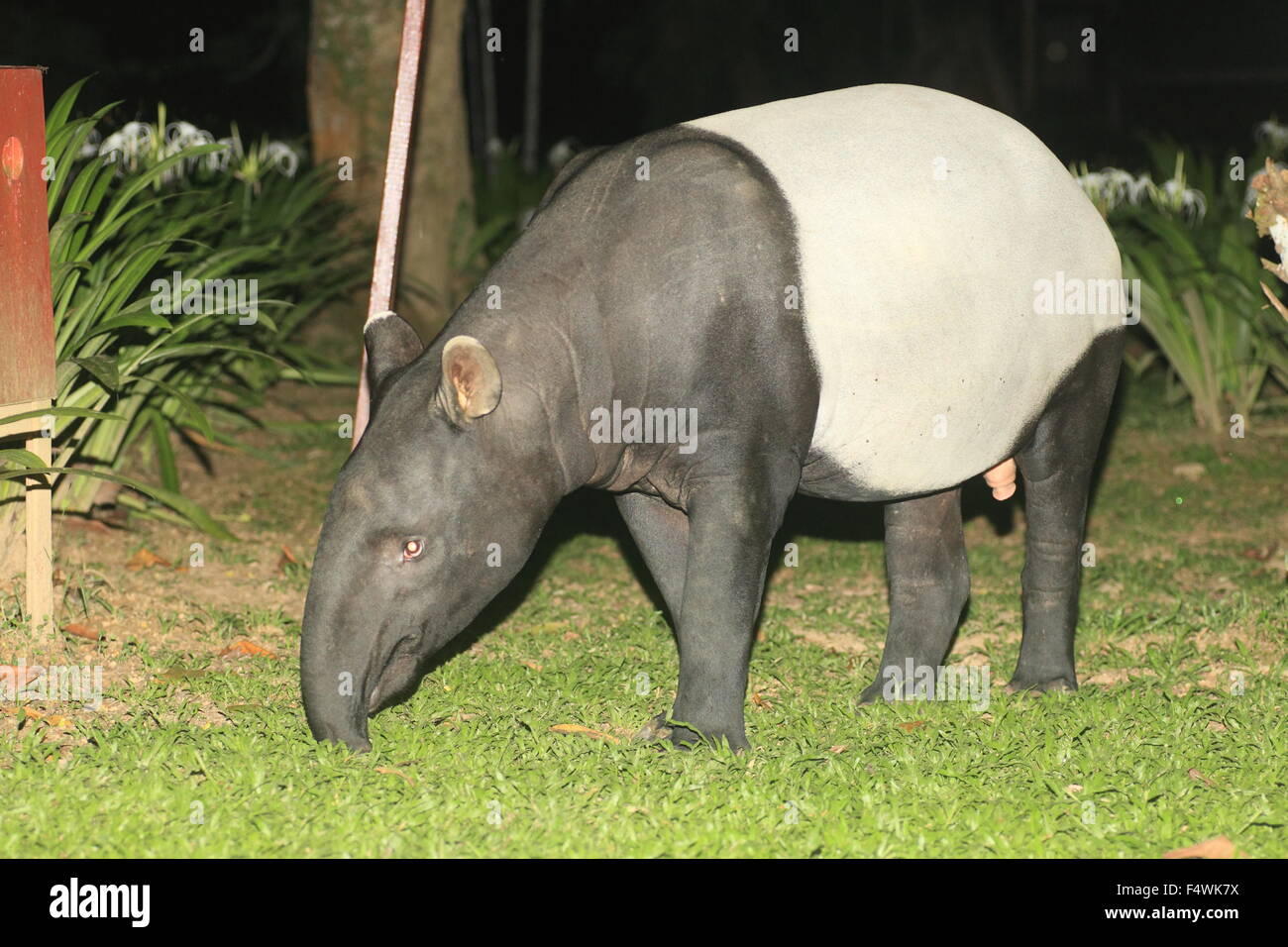 : La malese tapiro (Tapirus indicus) in Malesia Foto Stock