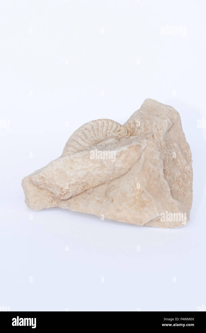 Ritratto di real ammonita fossile, Amaltheus, incorporato in una roccia. Foto Stock