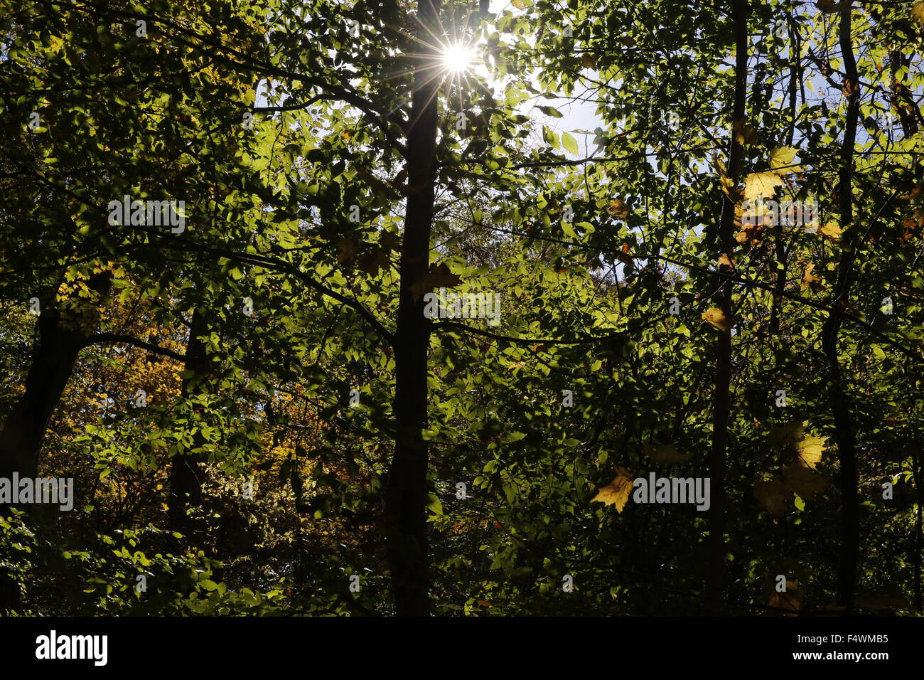 Winslow sentiero natura caduta foglie Bloomington, Indiana. 2015 Foto Stock