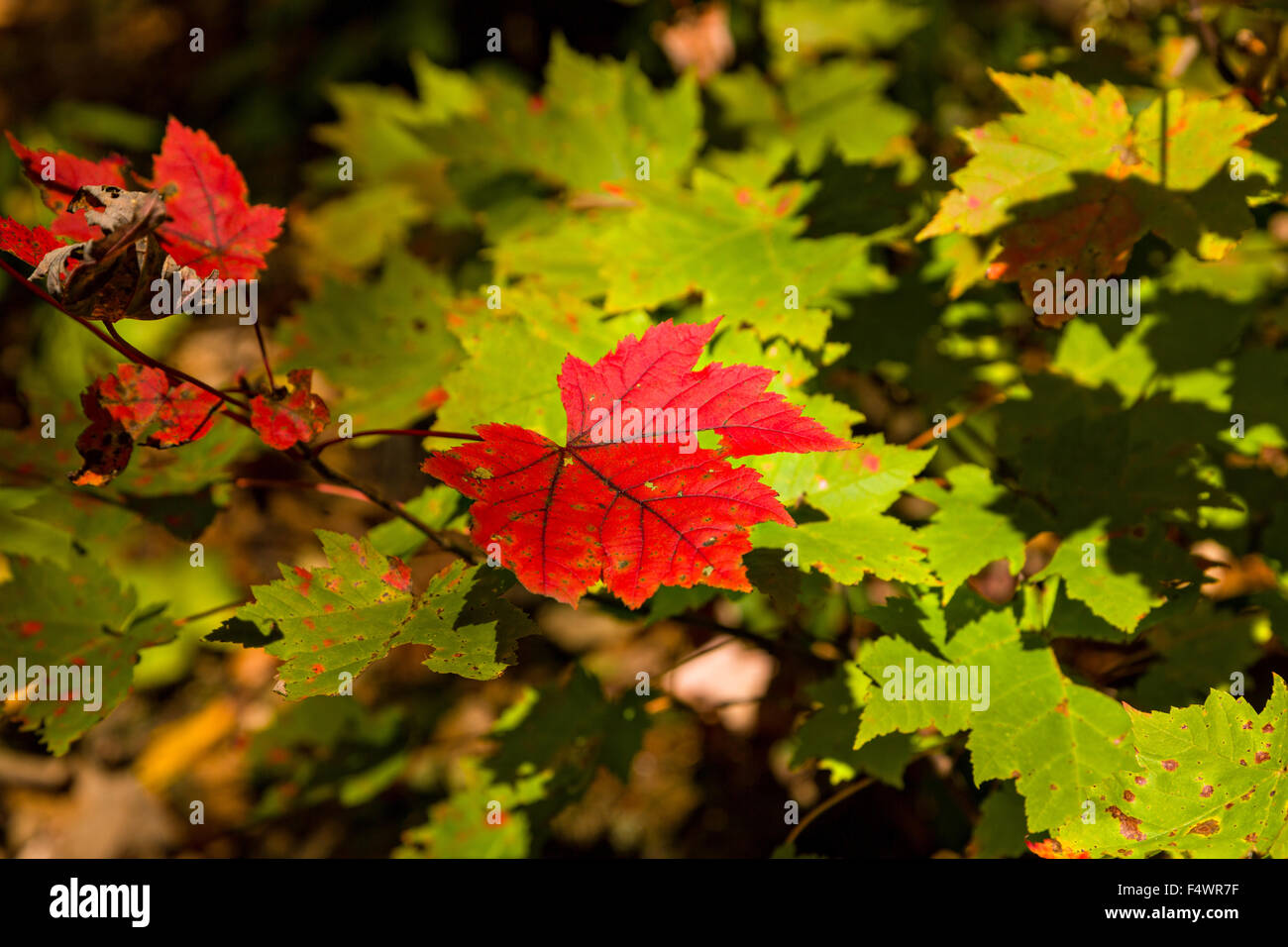 Un rosso maple leaf contro il verde delle foglie durante il fogliame di autunno e la stagione di Blue Ridge National Park fuori Asheville, North Carolina. Foto Stock