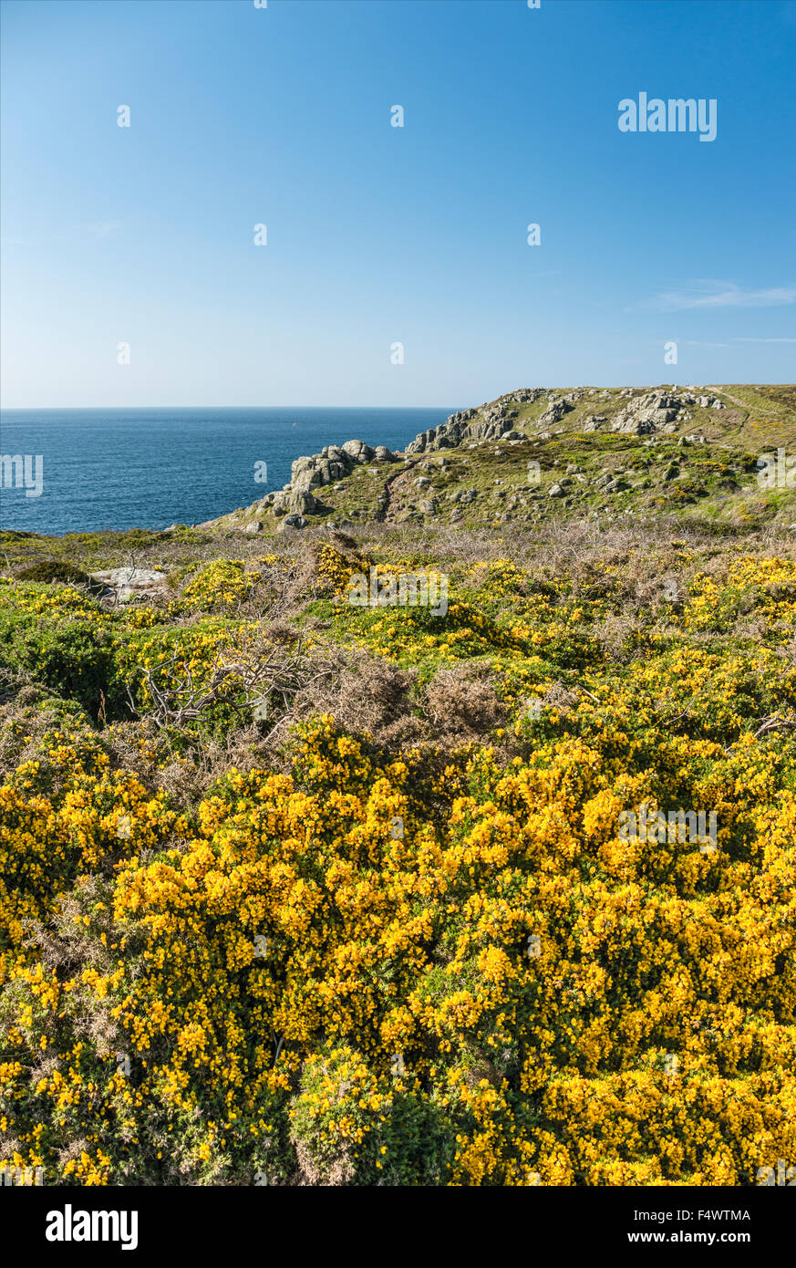 Fiore giallo Gorse in un paesaggio costiero panoramico a Lands End, Cornovaglia, Inghilterra, Regno Unito Foto Stock