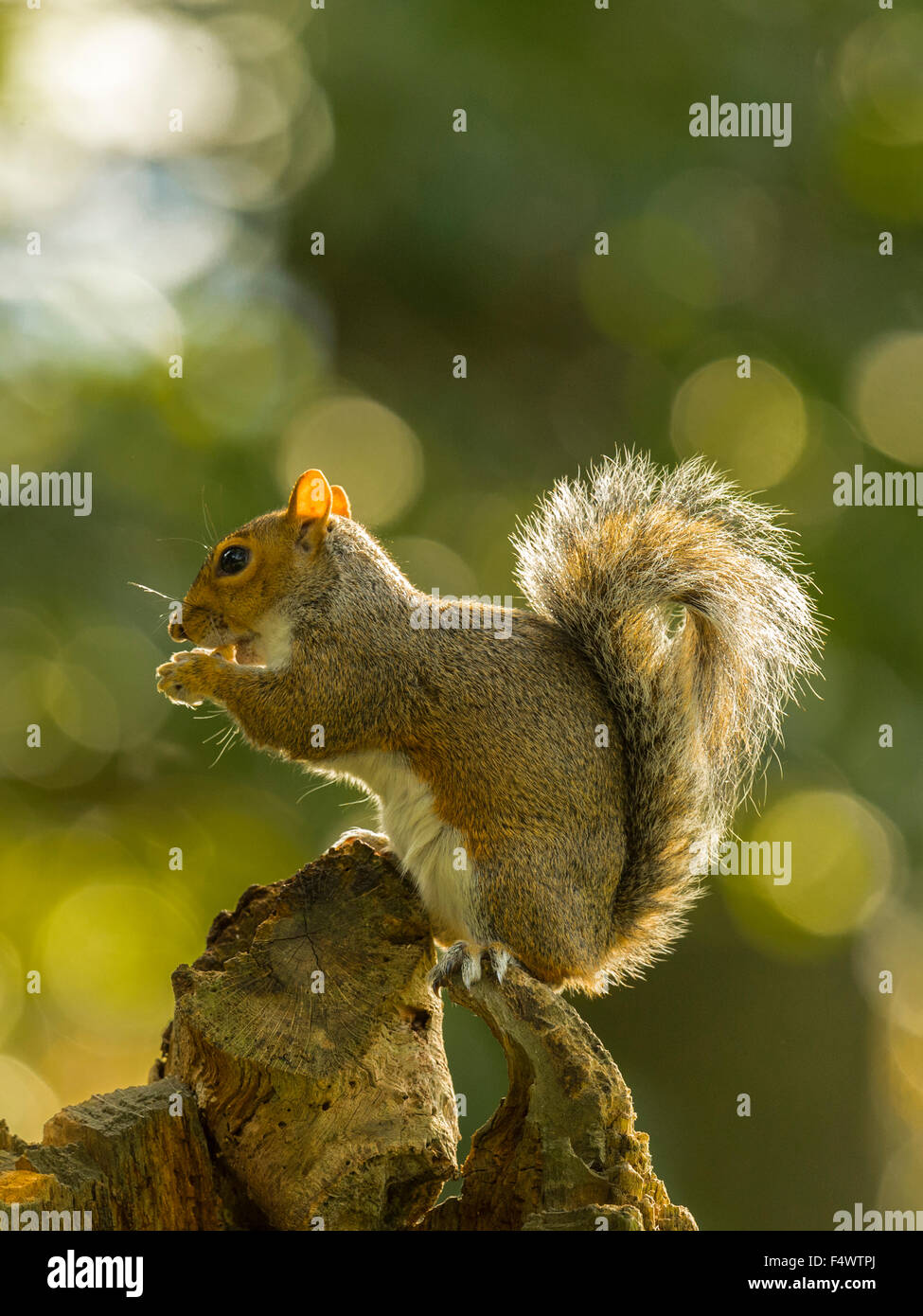 Grigio singolo scoiattolo (Sciurus carolinensis) rovistando nel bosco naturale ambiente di campagna. "Montante, in posa su un tronco di legno" Foto Stock