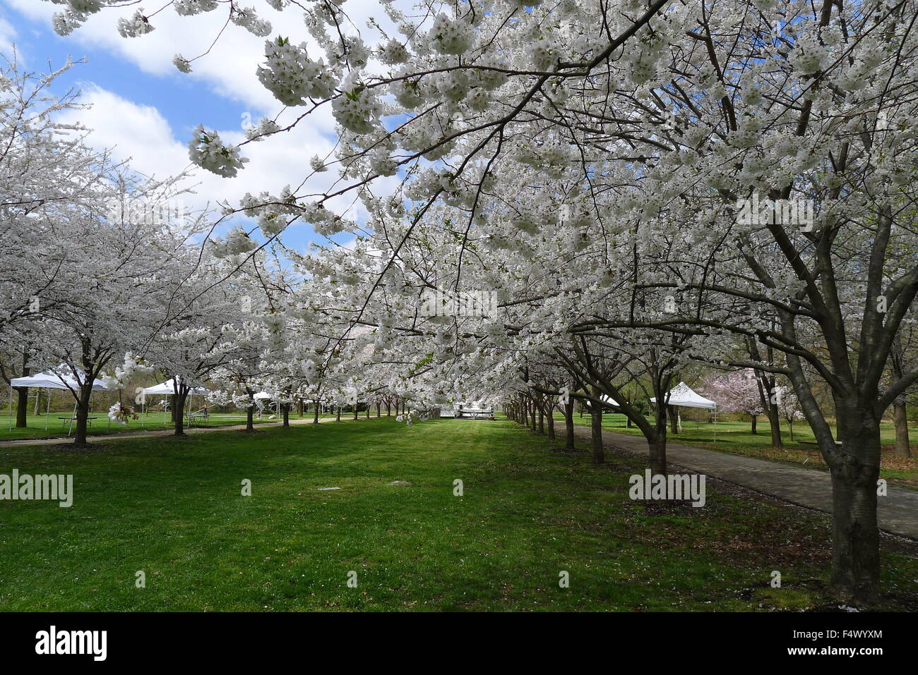 Filari di alberi di ciliegia sulla Fairmount Park a Filadelfia Foto Stock