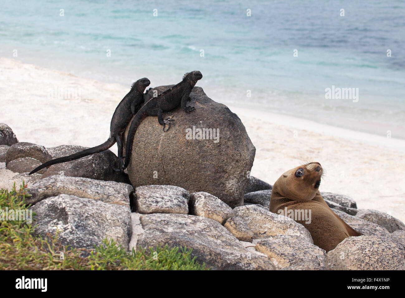 Iguane marine (Amblyrhynchus cristatus) e Leone di mare delle Galapagos (Zalophus wollebaeki) sull'ecosistema costiero delle Galapagos in Ecuador Foto Stock