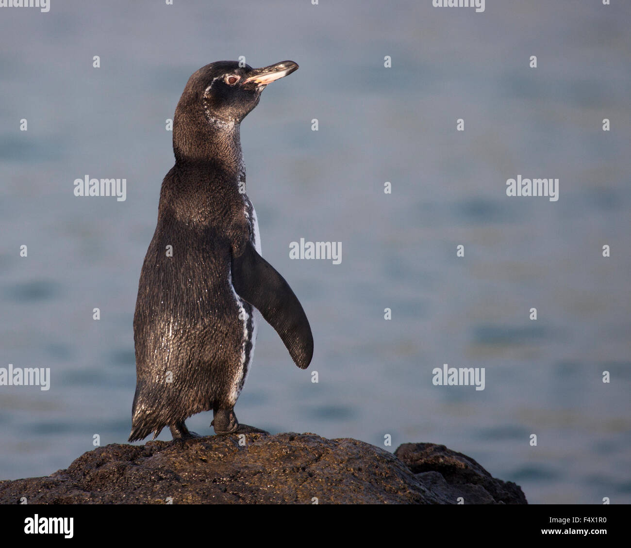 Le Galapagos Penguin (Spheniscus mendiculus) Foto Stock