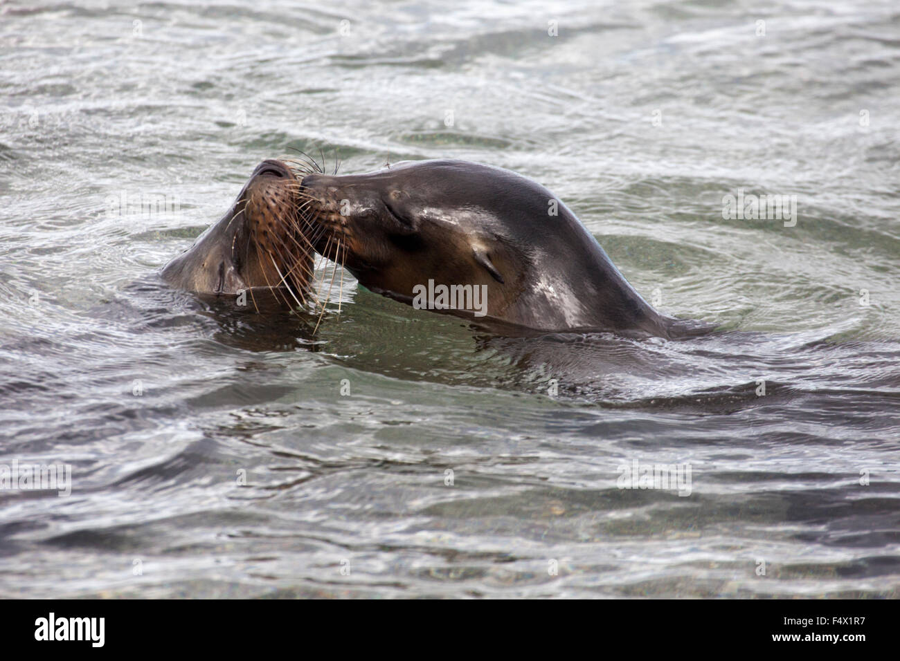 Le Galapagos i leoni di mare (Zalophus wollebaeki) Foto Stock