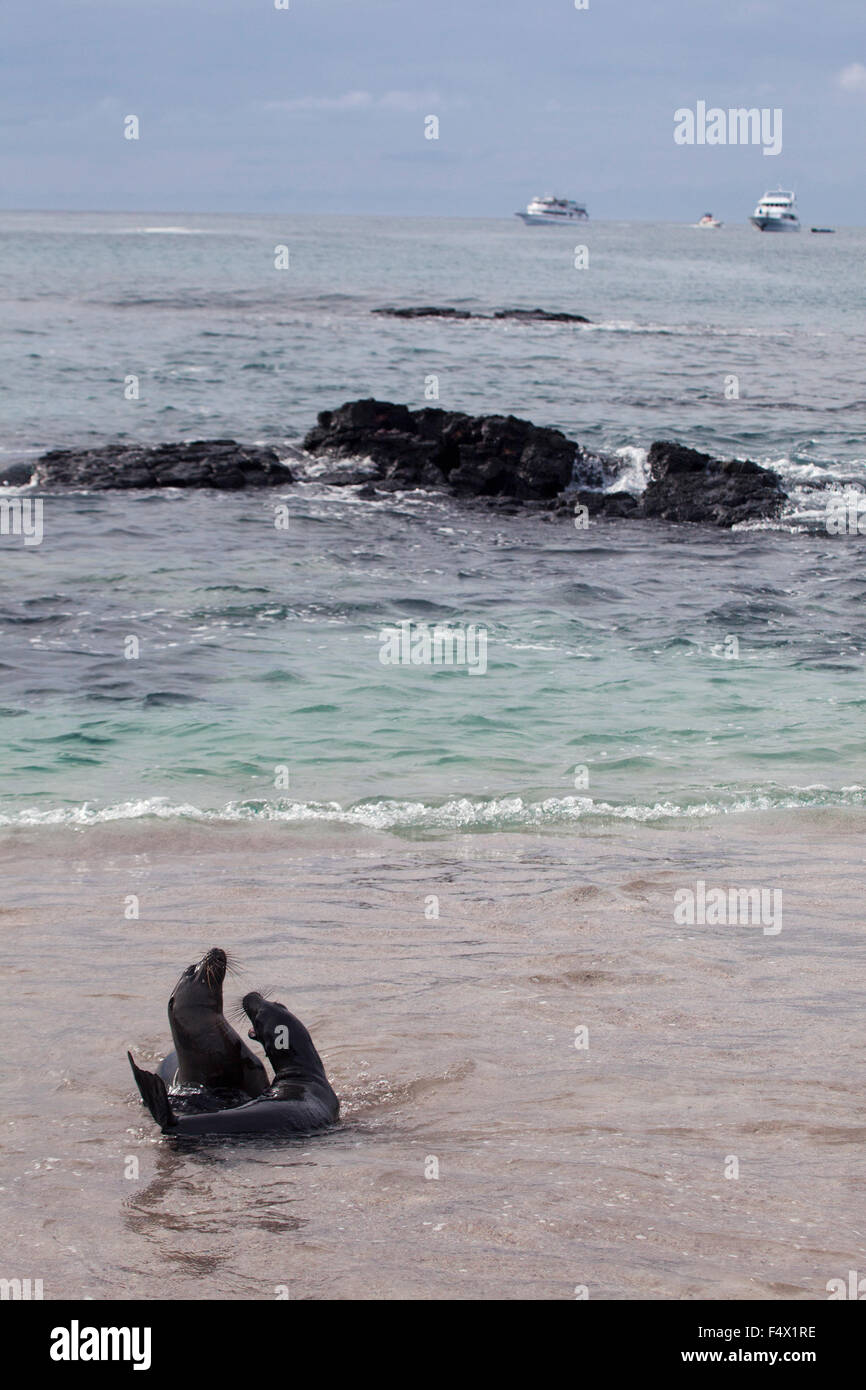 Galapagos Sea Lions (Zalophus wollebaeki) in acque poco profonde Foto Stock