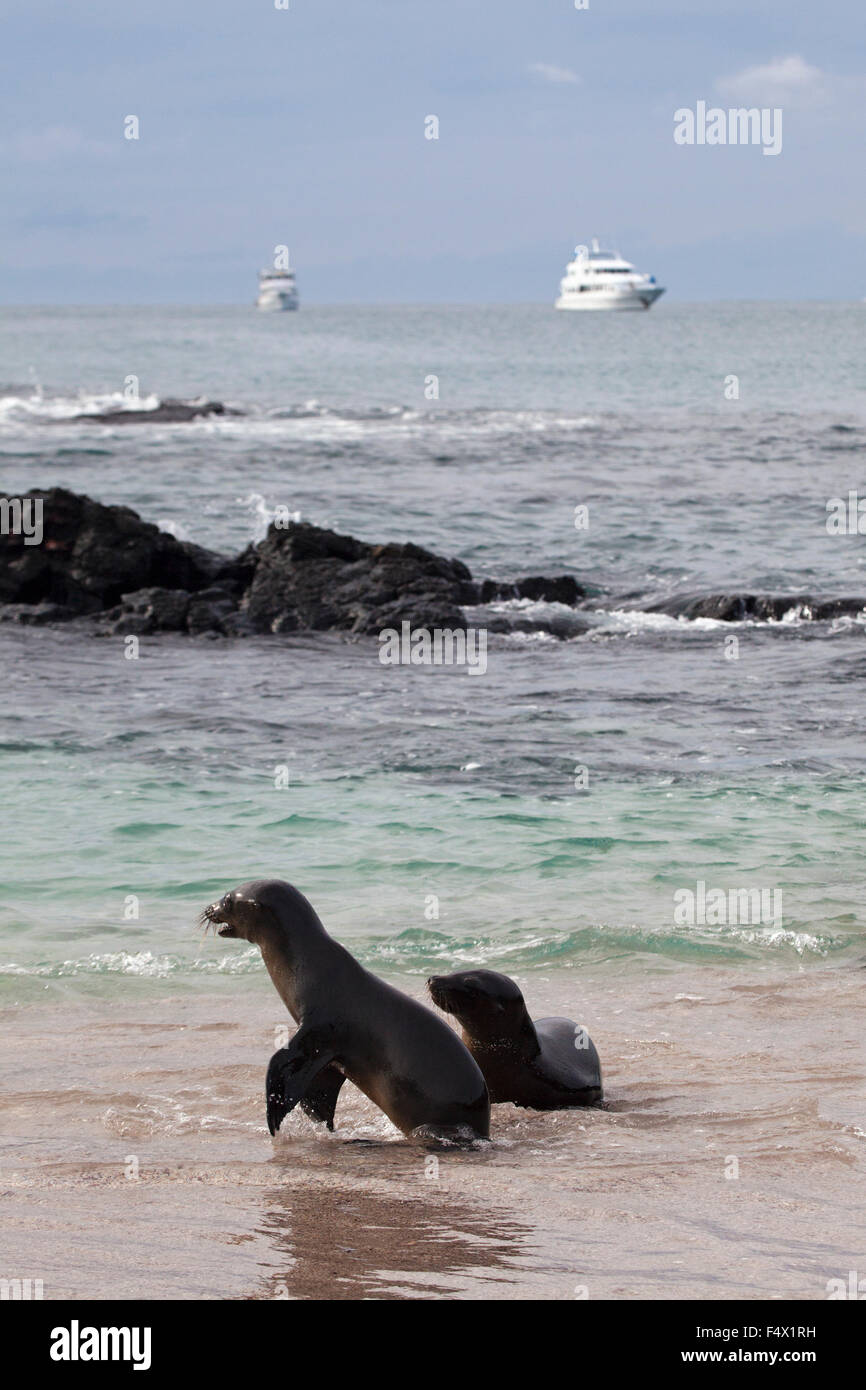 Galapagos Sea Lions (Zalophus wollebaeki) che giocano sulla costa dell'isola di Floreana Foto Stock