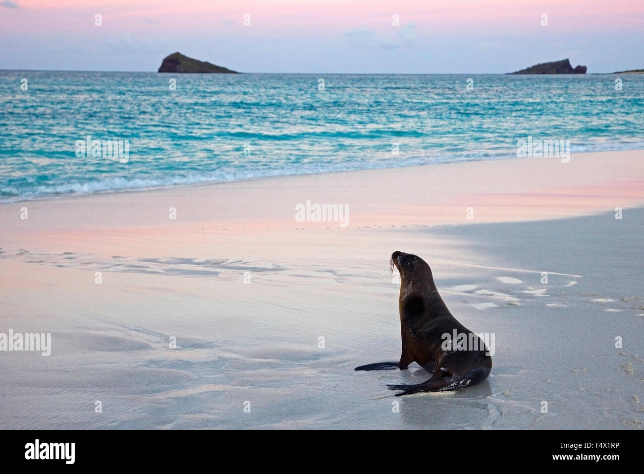 Leone marino di Galapagos (Zalophus wollebaeki) sulla spiaggia al crepuscolo nelle isole Galapagos. Specie in pericolo. Foto Stock