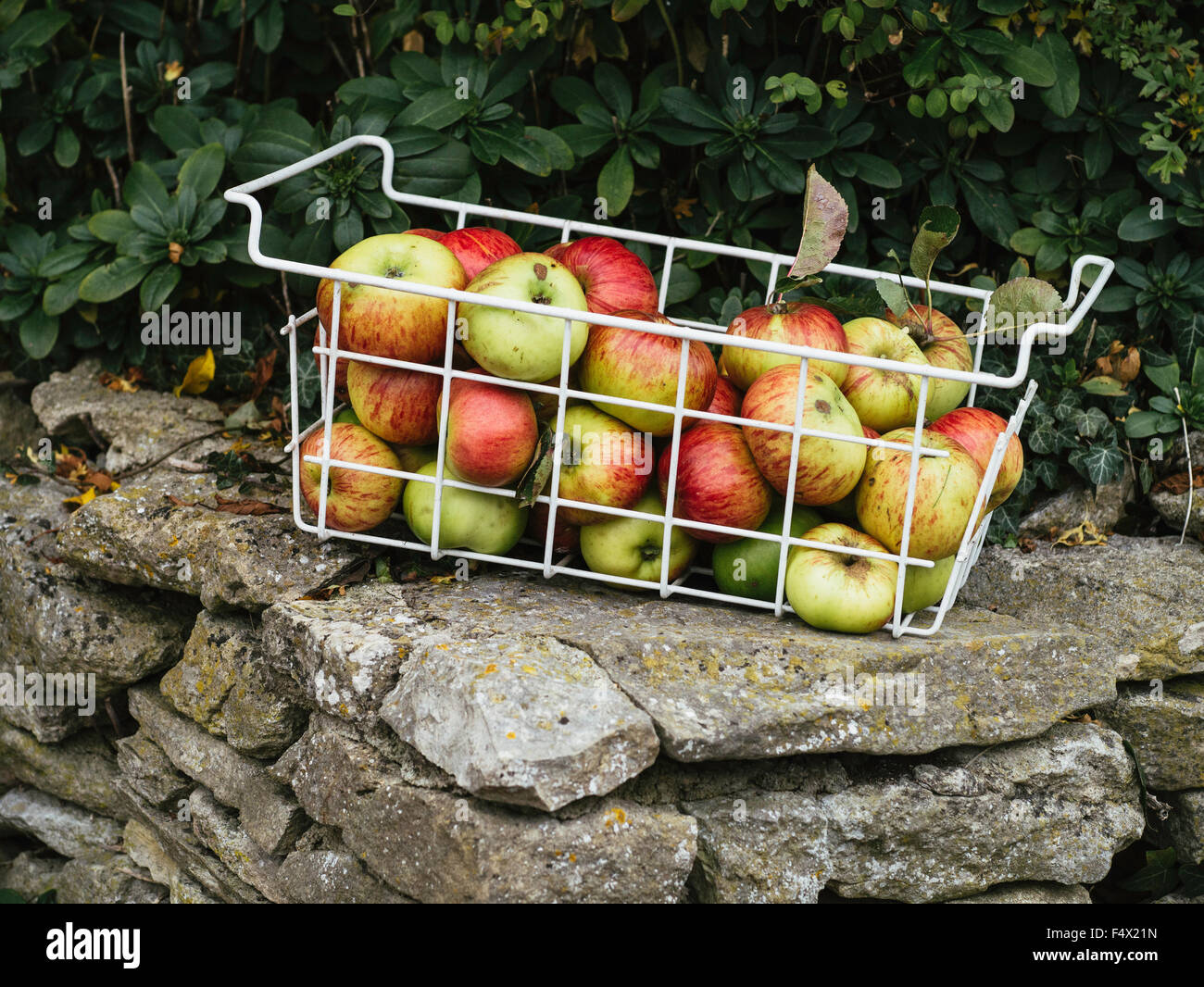 Cesto di mele a sinistra sulla parete per i passanti ad aiutare se stessi England Regno Unito Foto Stock