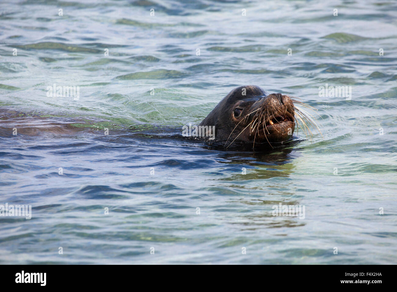 Galapagos Sea Lion bull (Zalophus wollebaeki) nuotare nell'Oceano Pacifico, pattugliare e sorvegliare il territorio Foto Stock