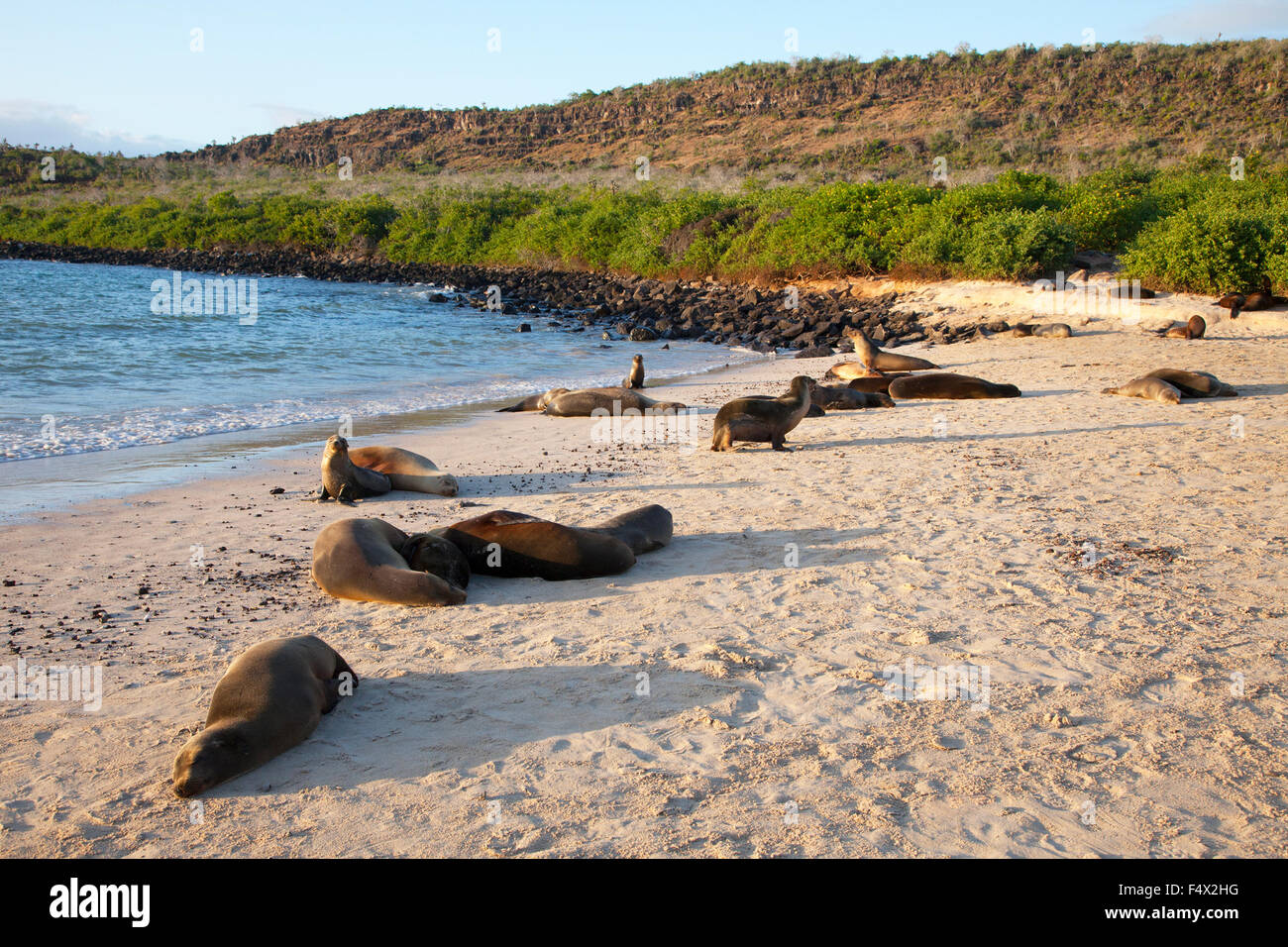 I leoni marini delle Galapagos (Zalophus wollebaeki) dormono sulla spiaggia dell'isola di Santa Fe nelle isole Galapagos, nell'Oceano Pacifico meridionale Foto Stock