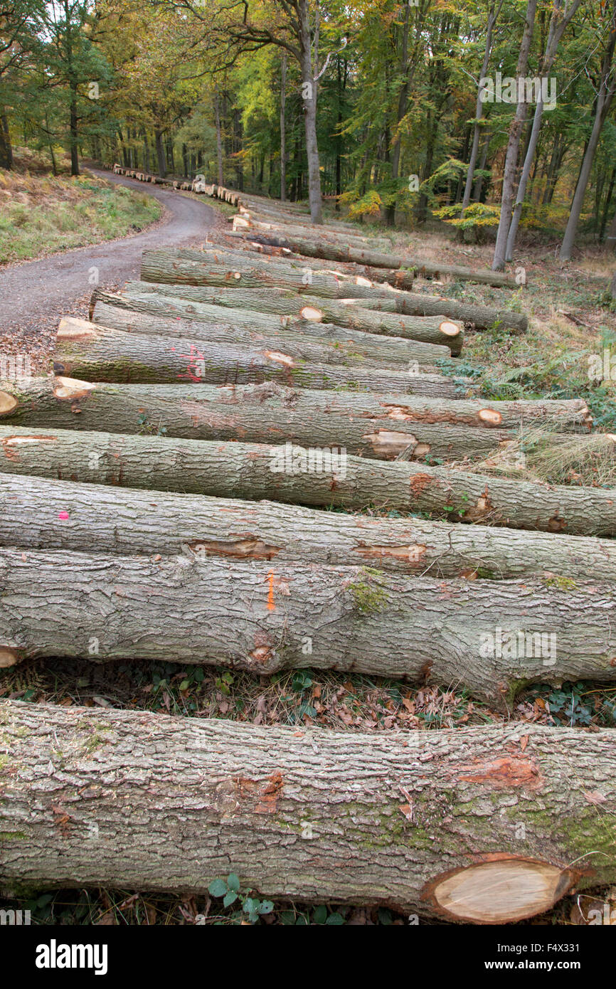 Wyre Forest vicino a Bewdley, Worcestershire, Inghilterra, Regno Unito. Il 23 ottobre 2015. Conservazione sostenibile o pressioni commerciali ?. Oltre 100 coppia alberi di quercia che vanno da 70 a 150 anni giacciono su una strada forestale dopo essere stato abbattuto dal la commissione forestale nel Wyre Forest vicino a Bewdley, Worcestershire, Inghilterra, UK Credit: Paul weston/Alamy Live News Foto Stock