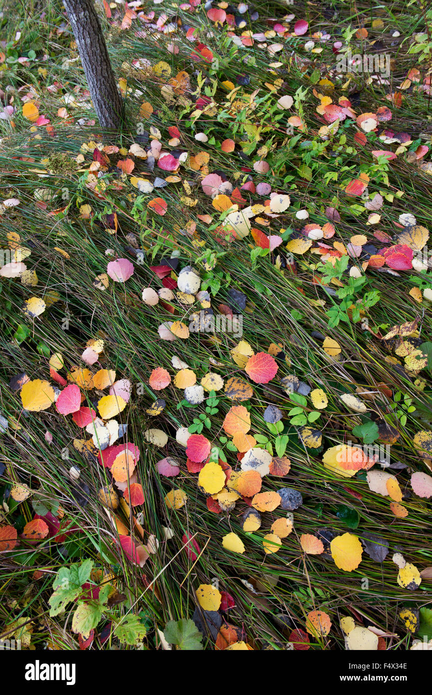 Populus tremula. Caduto l'autunno Aspen Tree foglie in erbe palustri. Scozia Foto Stock