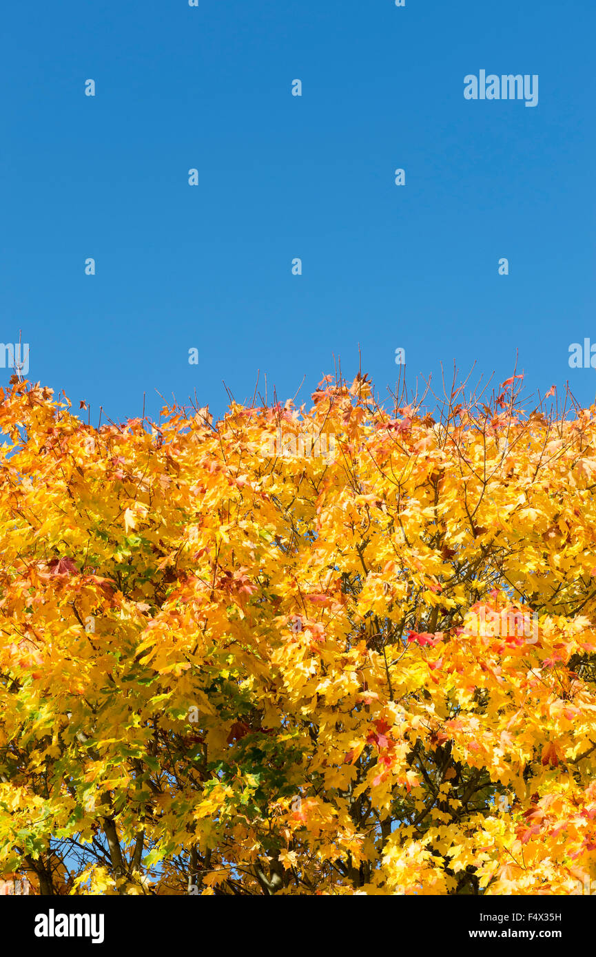 Acero in autunno contro il cielo blu. Regno Unito Foto Stock