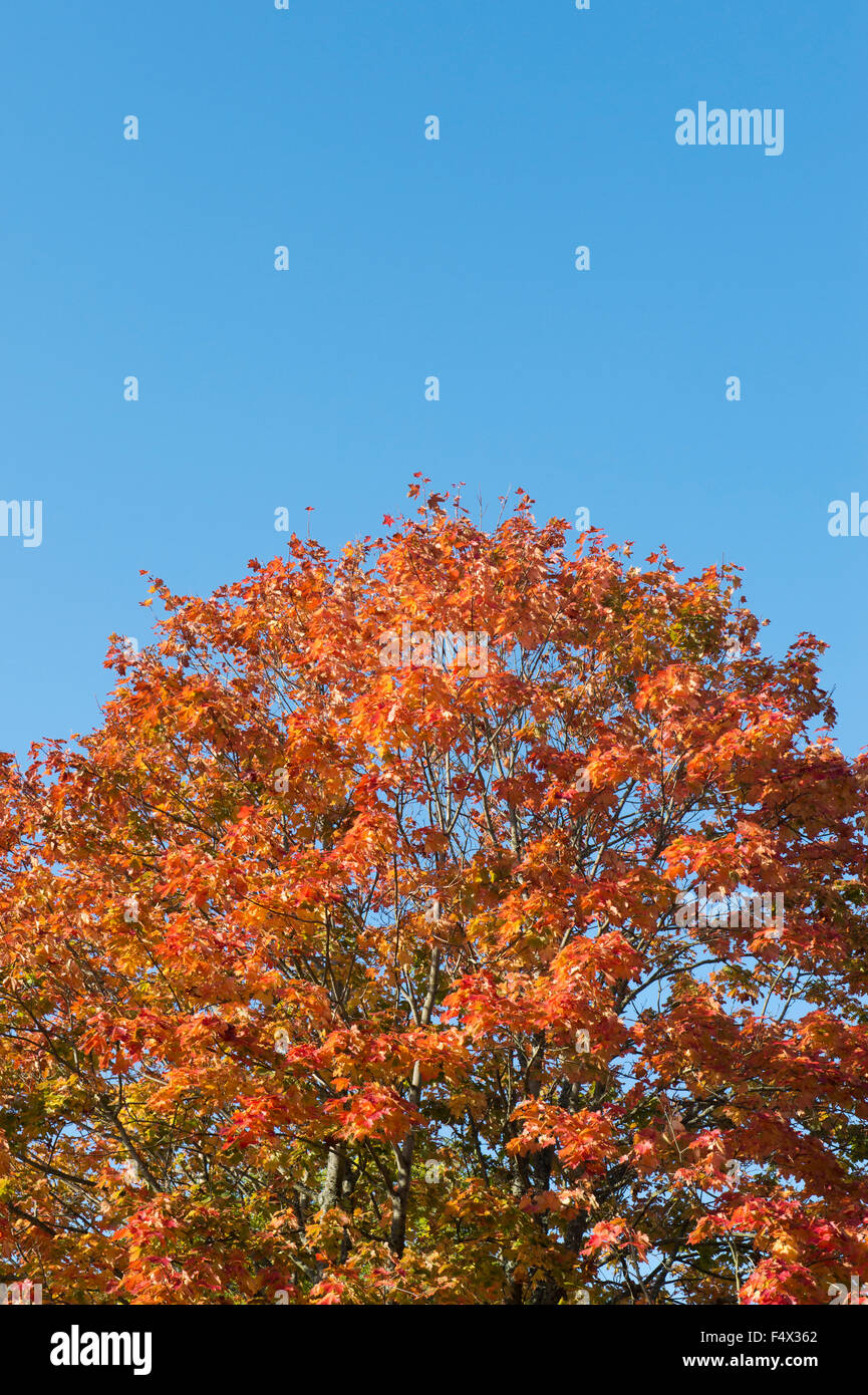 Acero in autunno contro il cielo blu. Regno Unito Foto Stock