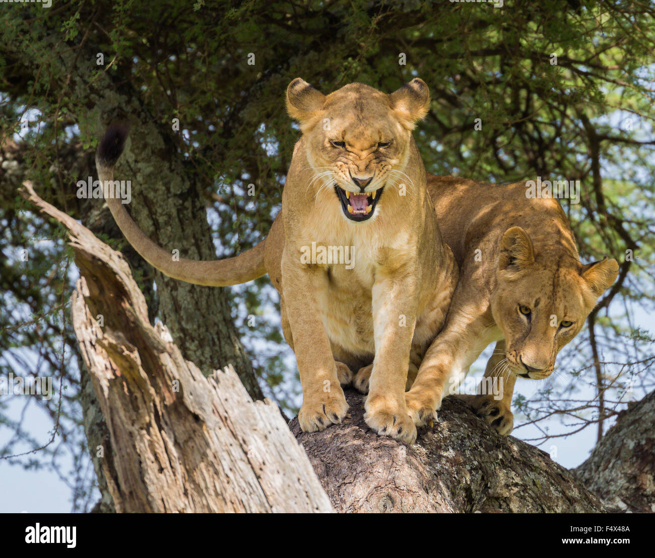 Due tree climbing lions cercando di superare ogni altra, Serengeti National Park, Tanzania Foto Stock