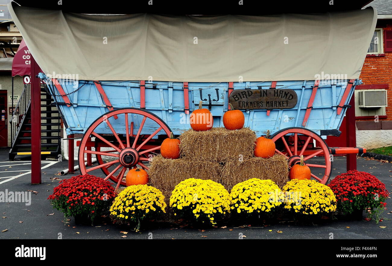Bird-in-canto, Pennsylvania: Pennsylvania conestoga wagon con decorate con zucche, balle di fieno e crisantemi Foto Stock