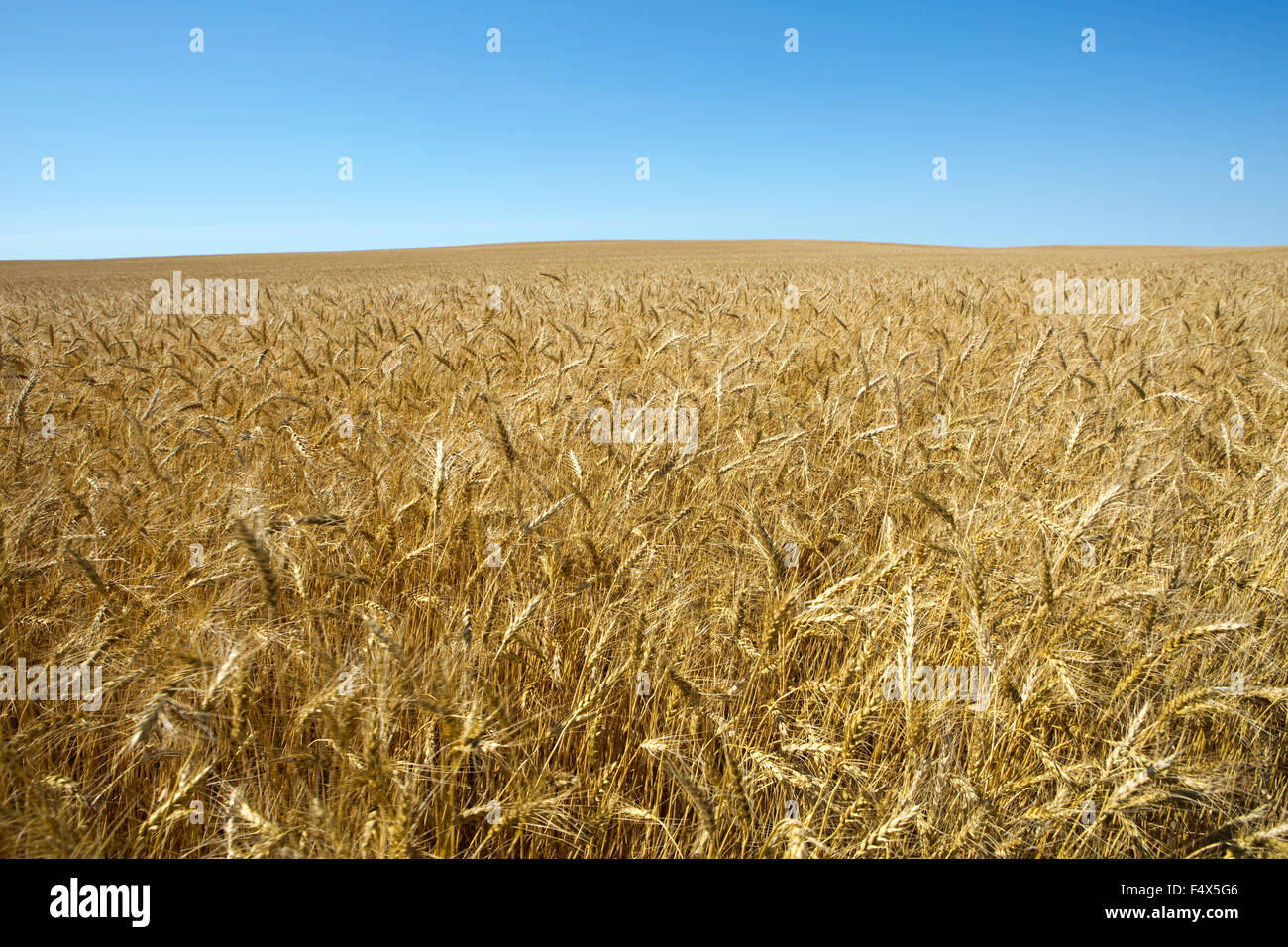Campi dorati di grano cresce su una fattoria agricola. Foto Stock