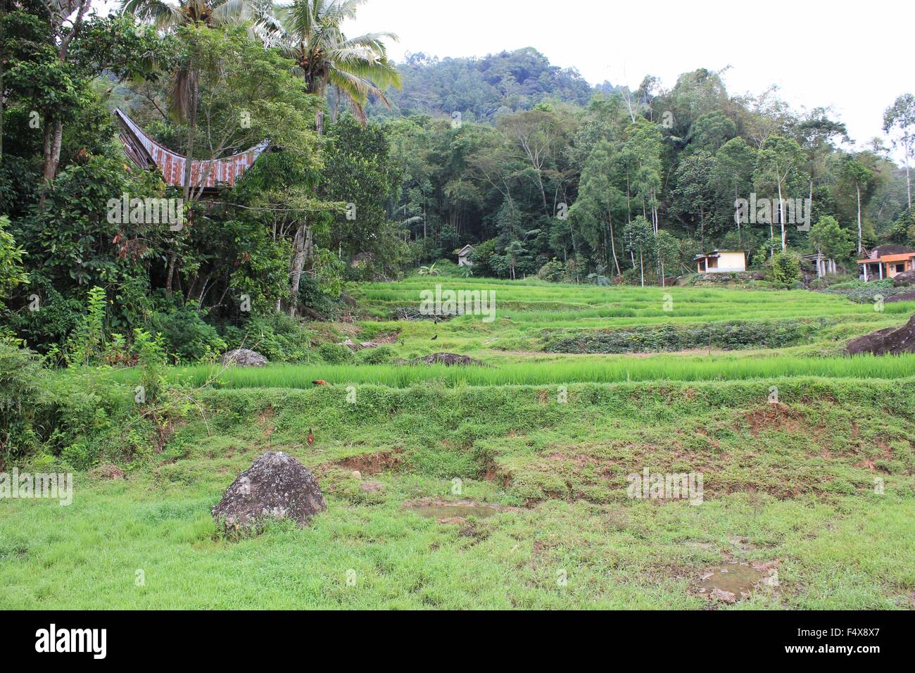 Campo rurale in Indonesia, con la tradizionale casa tongkonan in background Foto Stock