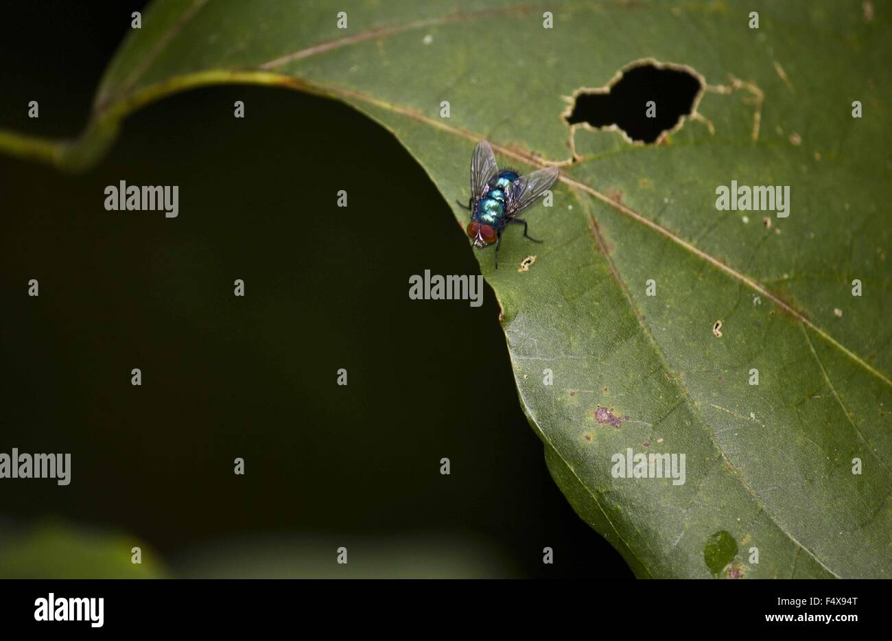 Housefly blu poste su una foglia di difetto in Indonesia. Foto Stock