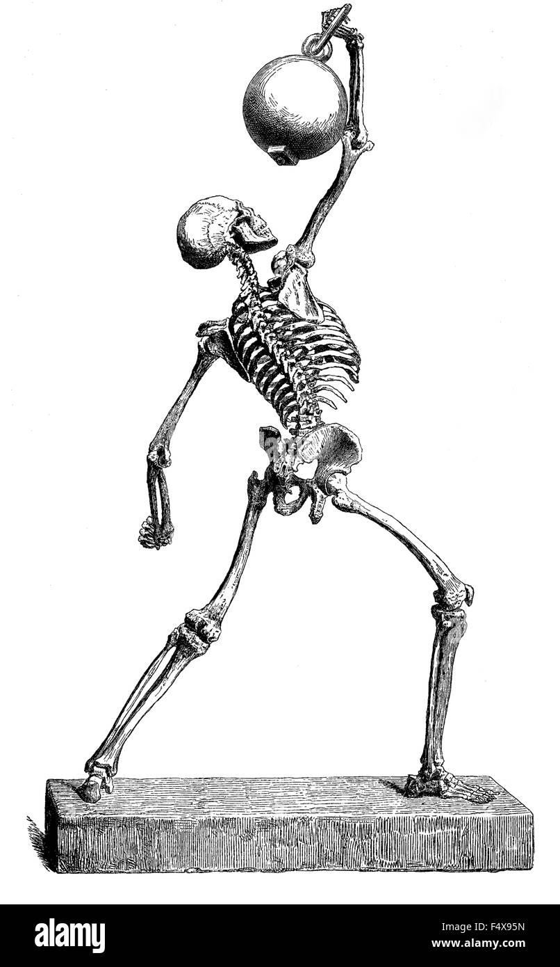 Anatomia: ossa umane struttura, incisione vintage Foto Stock