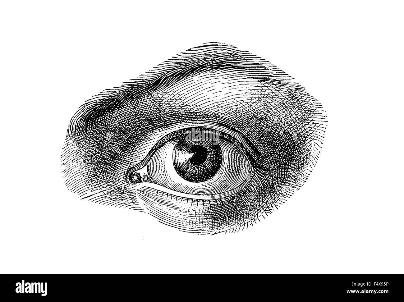 Anatomia - occhio umano, incisione vintage Foto Stock