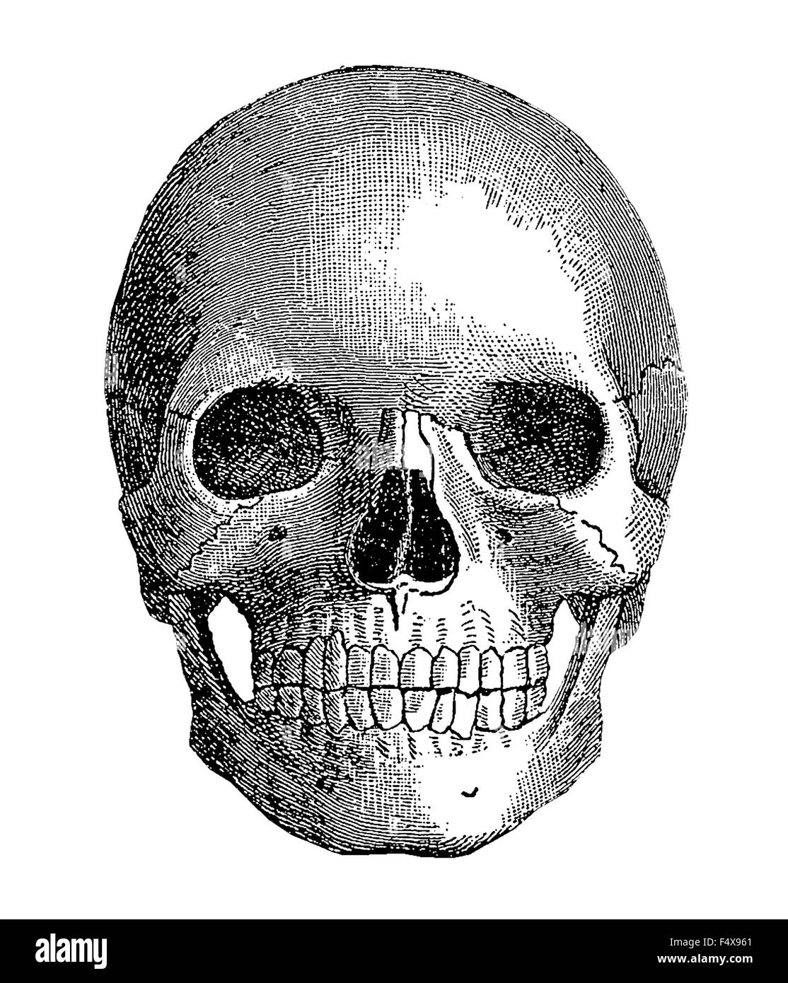 Anatomia - teschio umano, incisione vintage Foto Stock