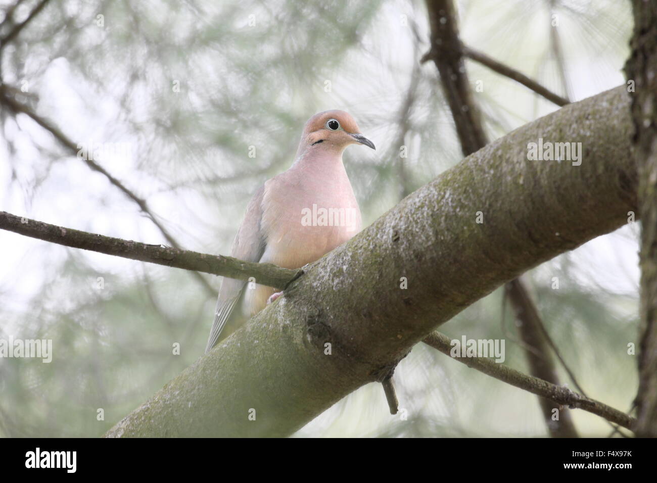 Lutto colomba guardando in giù da un albero. Foto Stock