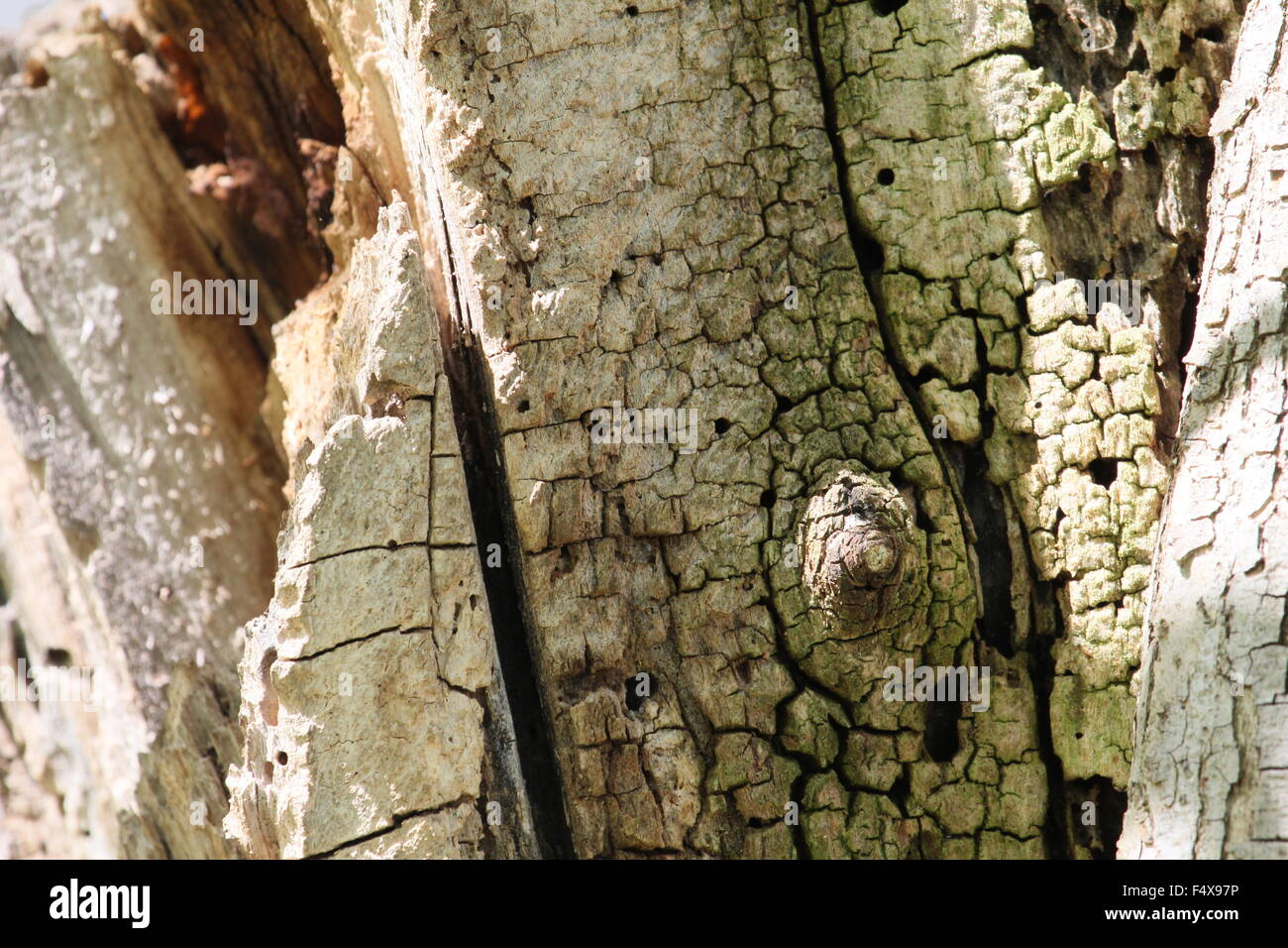 Vista dettagliata del morto un tronco di albero. Foto Stock