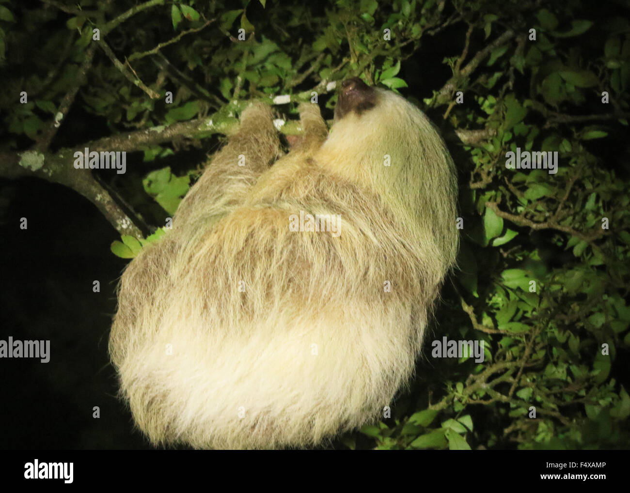 Due dita bradipo a Monteverde, Costa Rica Foto Stock