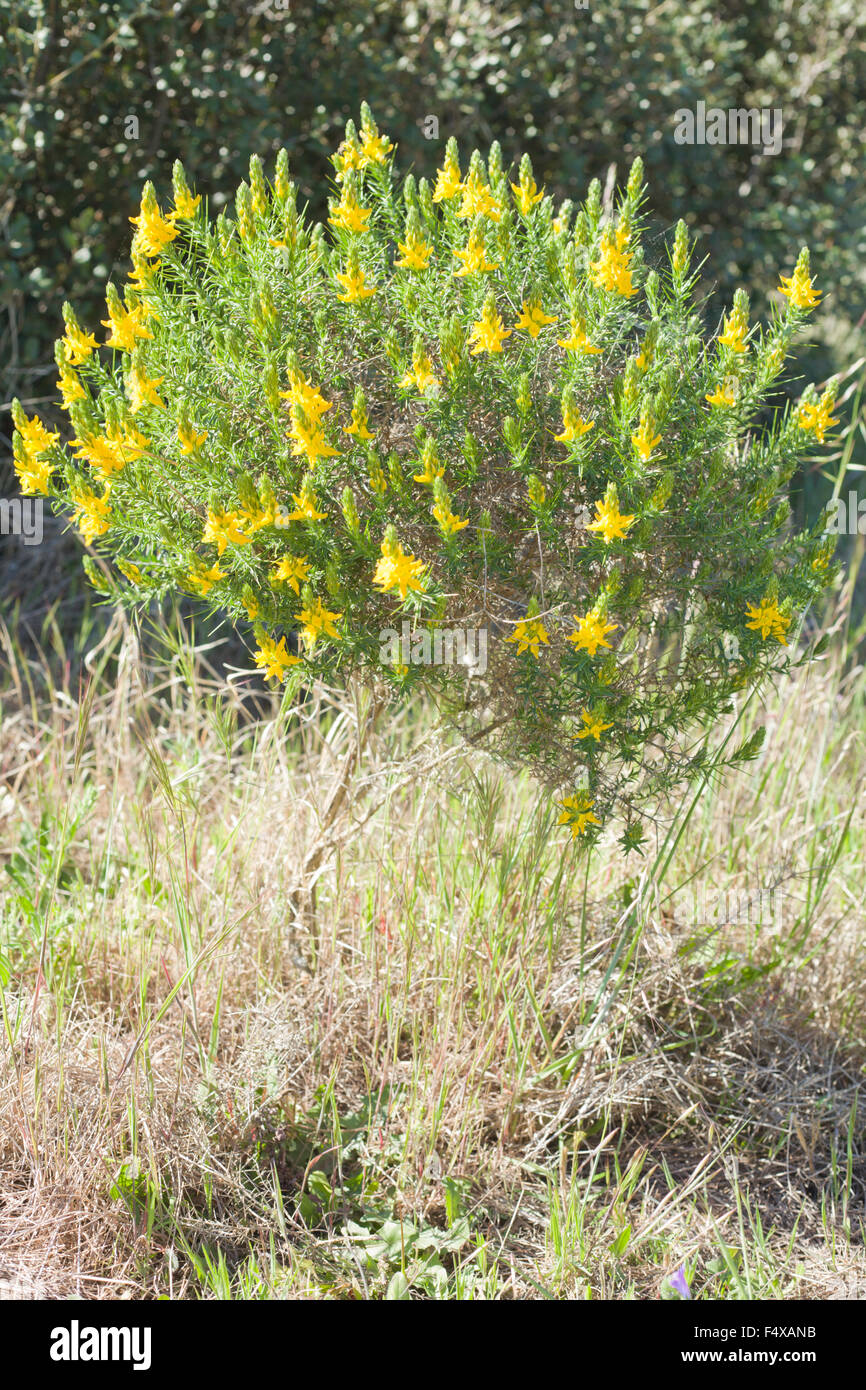 Impianto di ulex parviflorus, fiori selvatici in dehesa paesaggio, Estremadura, Spagna Foto Stock